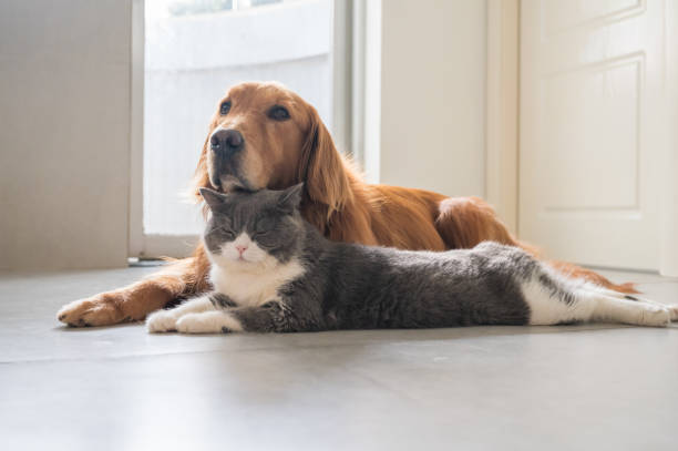 istock British Shorthair and Golden Retriever 1253618782