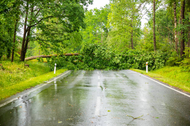 istock Large tree fallen across rural road in Czech republic 1253619069