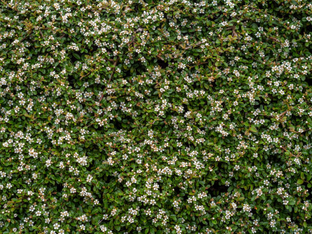 Cotoneaster horizontalis, garden shrub, plant in flower. Beautiful groundcover but non native invasive. Cotoneaster horizontalis, garden shrub, plant in flower. Groundcover. Non native invasive. cotoneaster horizontalis stock pictures, royalty-free photos & images