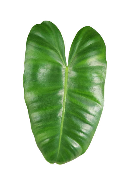istock Green leave isolated on white background. Soft focus. 1253620598