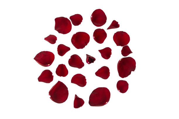 istock Rose petals on a white background, arranged in a circle. Template for design. 1253621229