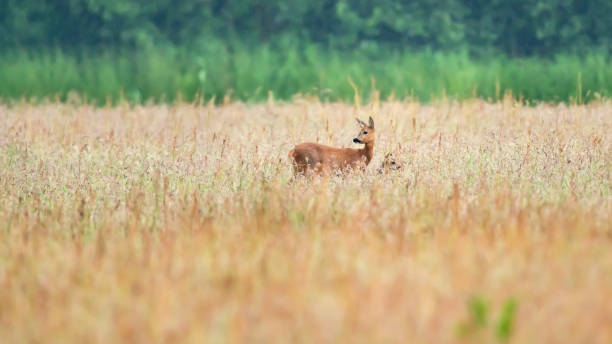 istock A mother deer with calf between tall grass in a field. 1253621695