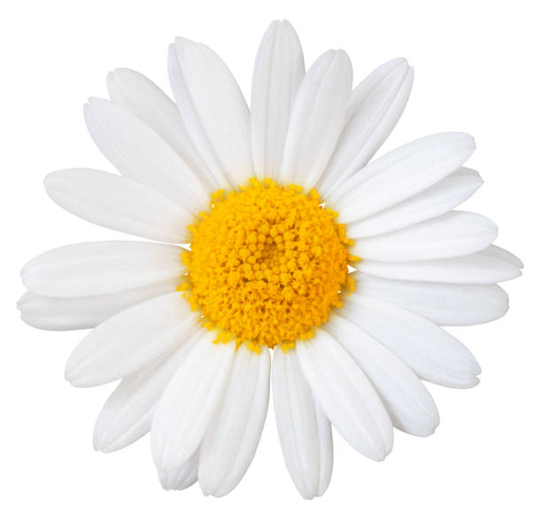 istock Beautiful white Daisy (Marguerite) isolated on white background, including clipping path. 1253621939