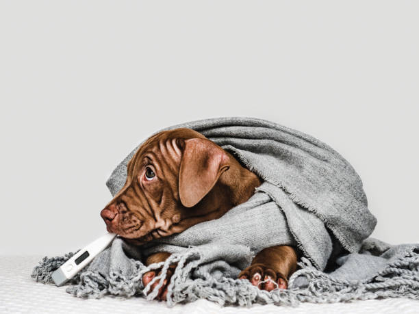 istock Young puppy, wrapped in a gray scarf 1253622055