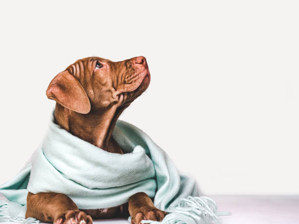 istock Young puppy, wrapped in a gray scarf 1253622758