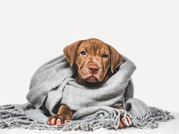 istock Young puppy, wrapped in a gray scarf 1253622814