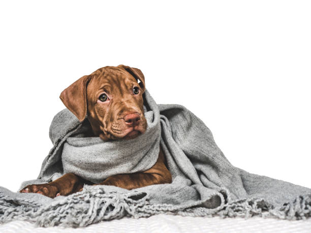istock Young puppy, wrapped in a gray scarf 1253623436
