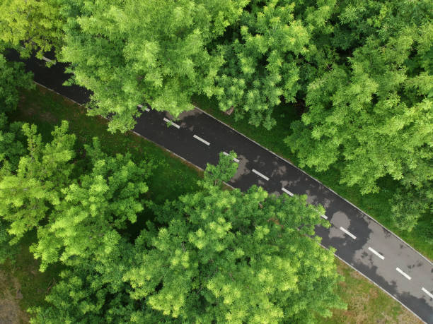 istock Road through the green forest, Aerial view 1253624368