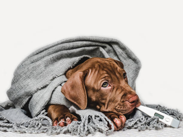 istock Young puppy, wrapped in a gray scarf 1253624373