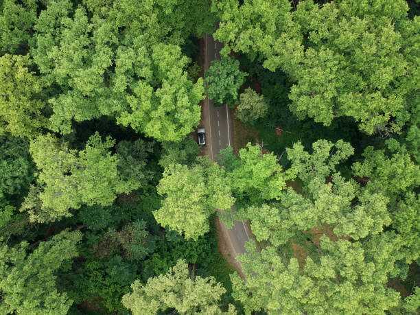istock Road through the green forest, Aerial view 1253624445