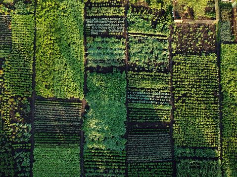 Green vegetable garden, aerial view Ukraine