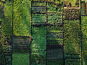 Green vegetable garden, aerial view