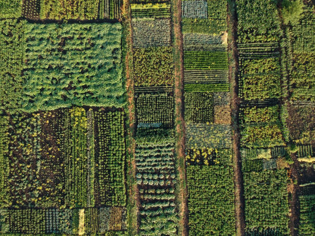 istock Green vegetable garden, aerial view 1253624481