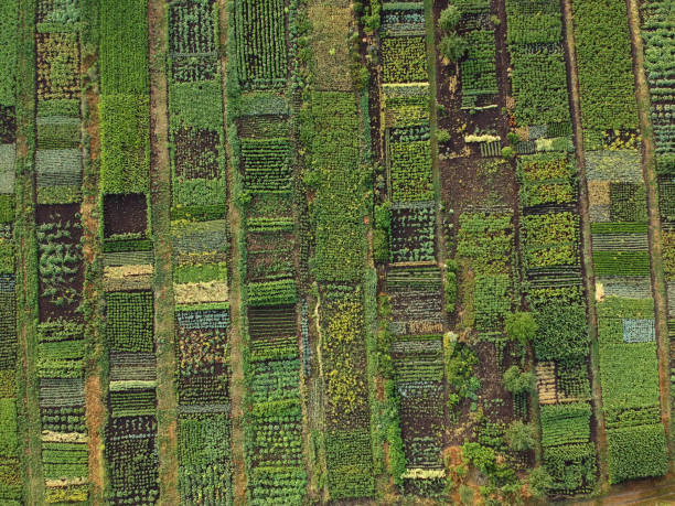 istock Green vegetable garden, aerial view 1253624486