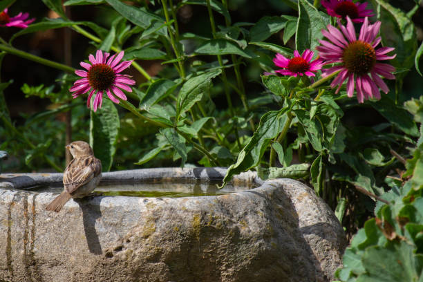 een muszitting bij de grens van een vogelbad voor paarse kegelbloemen in volledige bloei - bird water bath garden stockfoto's en -beelden