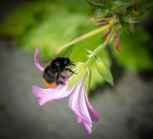 istock Pink Cranesbill and Bumble bee 1253625301