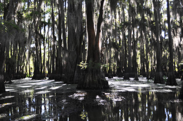istock Lake Caddo Swamp Trees 1253625988