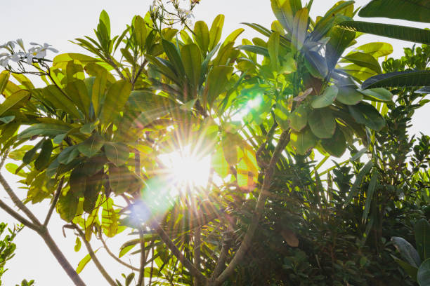 istock Summer and Growing Plants in the backyard 1253626250