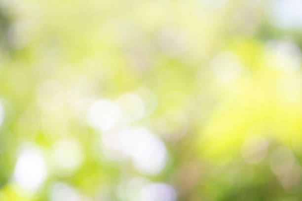 istock Green tree natural nature blurred background 1253626518
