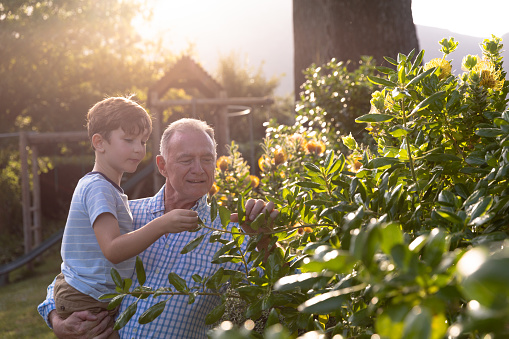 Side view of Caucasian man and his grandson in the garden looking at plants together on a sunny day, the grandfather carrying his grandson