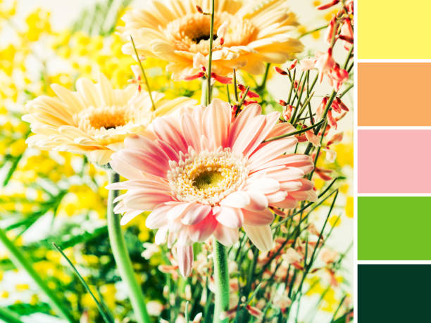 istock Bunch of beautiful flowers gerbera. Color swatch 1253626556