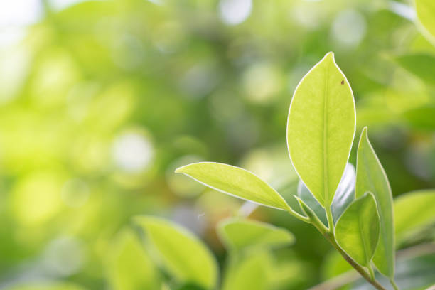 istock Green tree natural nature blurred background 1253626711