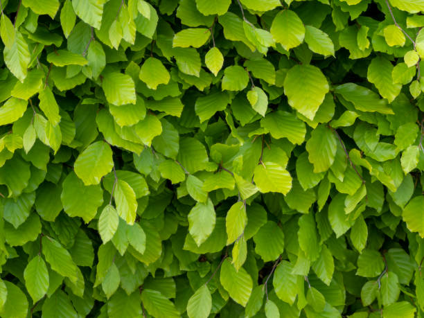 신선한 녹색 비치 울타리, 봄에 잎, 클로즈업. 배경. 파거스 실바티카. - beech tree 뉴스 사진 이미지