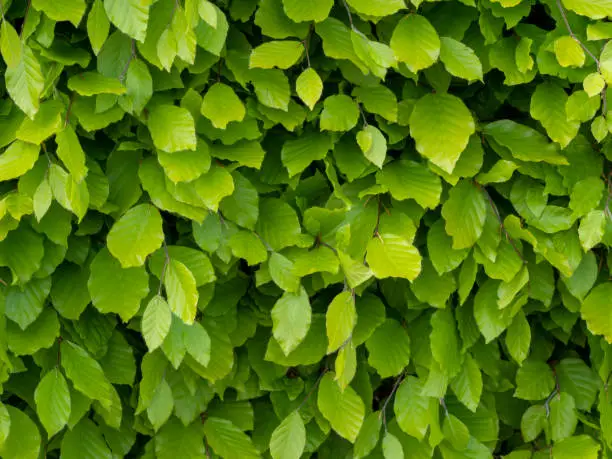 Photo of Fresh green beech hedge, leaves in spring, closeup. Background. Fagus sylvatica.