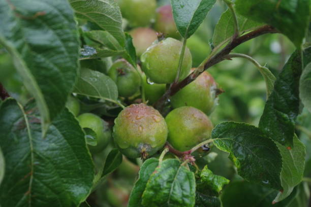 istock Apples growing on an apple tree , raindrops visible after a heavy rain fold 1253628231