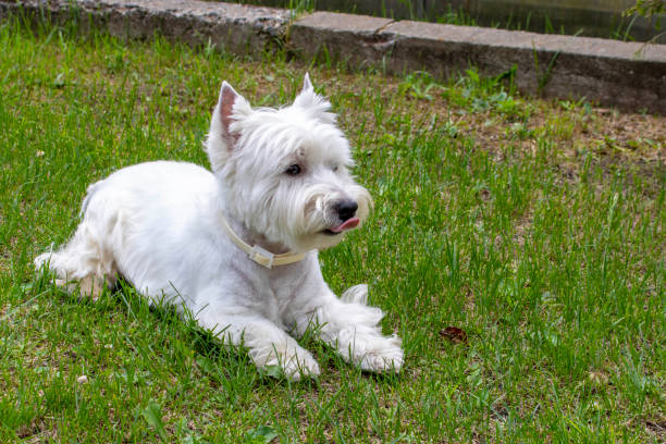 istock West highland white Terrier on the green grass. 1253629387