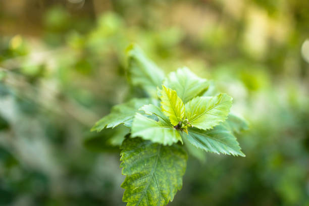 Garden, Summer, Spring - Selective focus image of a treen branch