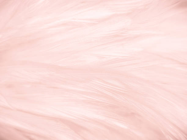 istock Beautiful abstract white and pink feathers on white background and soft white feather texture on pink pattern and pink background, feather background, pink banners 1253632017