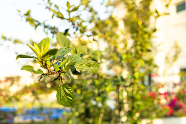 Garden, Summer, Spring - Selective focus image of a treen branch