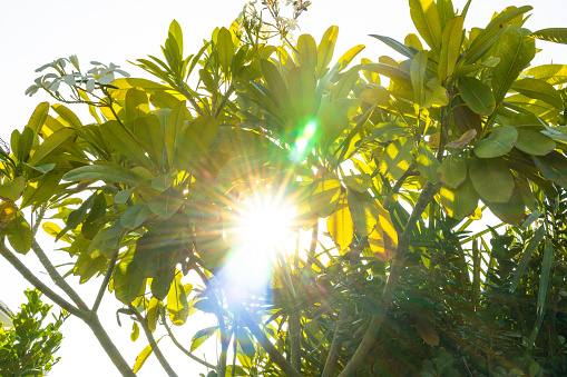 Freshness, Footage, Garden, Backyard - Image of frangipani tree in the backyard garden