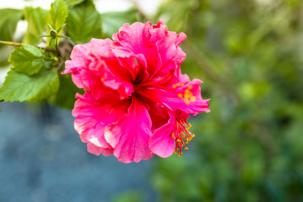 Garden, Summer, Spring - Hibiscus flower blooming in the backyard
