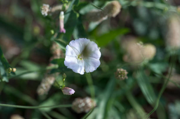 istock The field bindweed. Little wild flowers in white. 1253634282