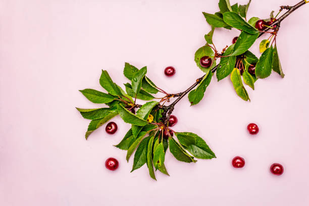 istock Ripe cherry on the branches. Fresh berries, healthy dessert 1253635324