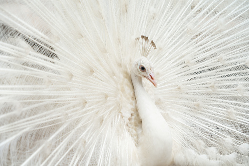 Albino peacock bird displaying out spread tail feathers with white plumage in zoo park. Wild animal in nature.