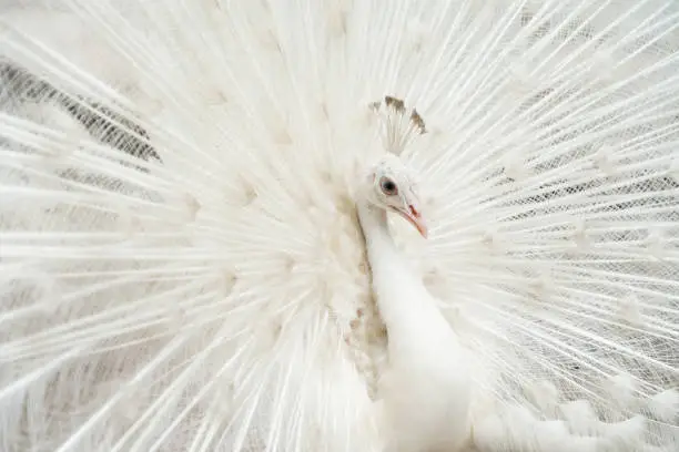 Photo of Albino peacock bird displaying out spread tail feathers with white plumage in zoo park. Wild animal in nature.