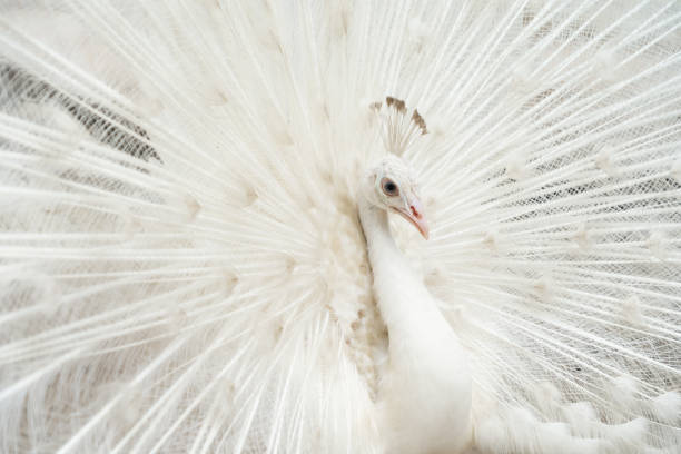 альбино павлин птица отображения распространения хвост перья с белым оперением в зоопарке парка. дикое животное в природе. - close up peacock animal head bird стоковые фото и изображения