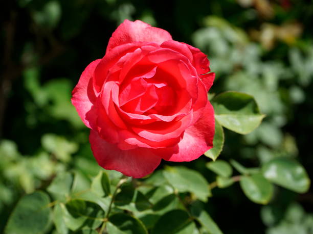 istock Red rose flower in bloom 1253639462