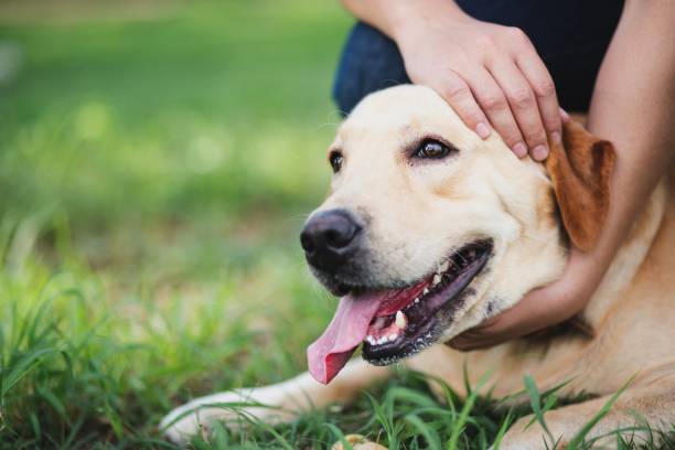 istock man training dog in the park. 1253639870