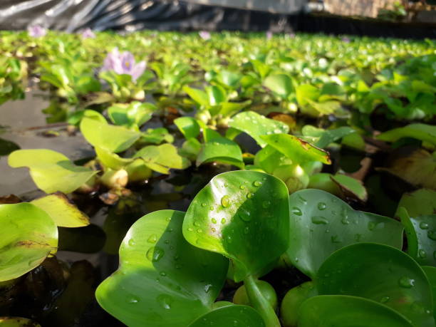 Beautiful fresh water hyacinth leaves in a pond