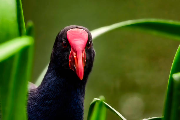 istock Purple Swamphen Portrait 1253644201