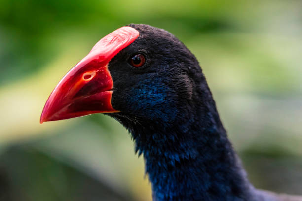 istock Purple Swamphen Portrait 1253644228