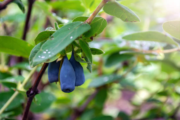 ripe blue honeysuckle berries on a bush during harvest.