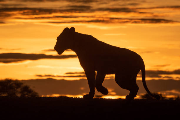 istock Lioness walks silhouetted on horizon at dawn 1253644479