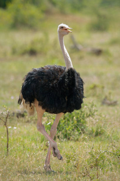 istock Male common ostrich lifting foot while walking 1253644590