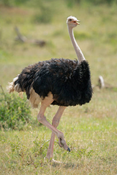 istock Male common ostrich lifts foot while walking 1253644597