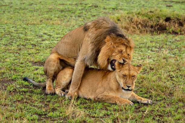 istock Male lion bites female neck during mating 1253644761